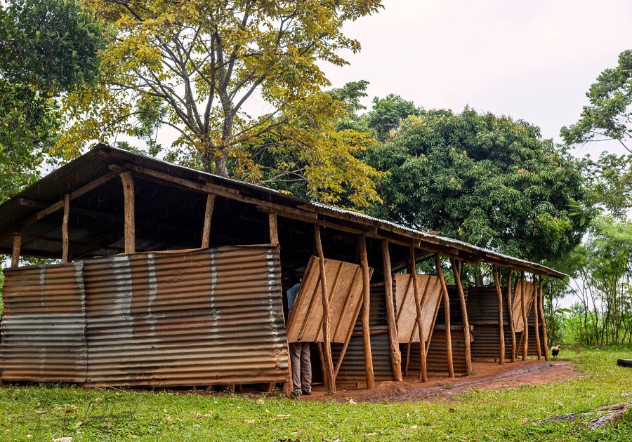 Partially covered iron-sheet school block in Busoga, Uganda, with a teacher visible inside, surrounded by trees in the rain, illustrating the challenges of underserved education.