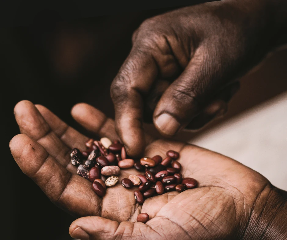 Close-up of Ugandan farmer’s hands examining bean seeds—symbolizing hope, resilience, and Baino Social Impact’s support for sustainable livelihoods.